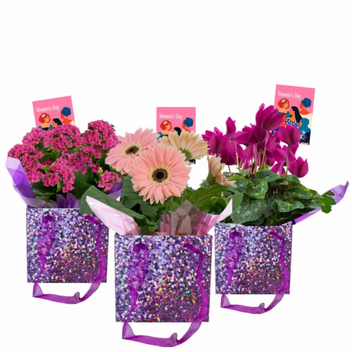Blooming Plant in Women’s Day Gift Box Perspective: front