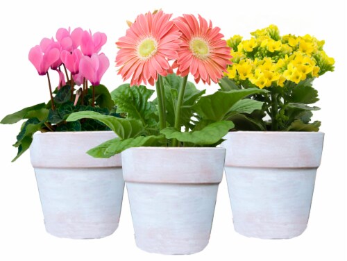 Potted Blooming Flowers -  White Terracotta Perspective: front