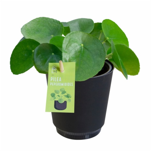 Pilea Peperomioides Potted Plant Perspective: front