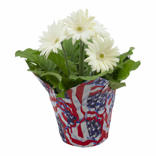 Gerbera Daisy in Pot Perspective: front