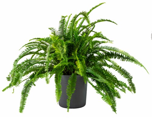 Emerald Queen Fern Perspective: front