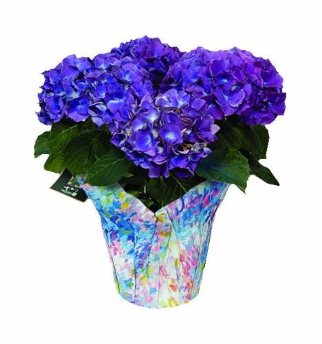 Premium Hydrangea Perspective: front