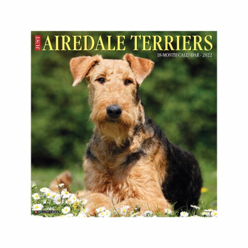 2022 Willow Creek Just Airedale Terriers 12 x 12 Monthly Wall Calendar 16510 1 Fred Meyer