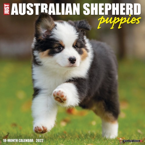 Just Australian Shepherd Puppies 2022 Wall Calendar (Dog Breed), 1 - King  Soopers