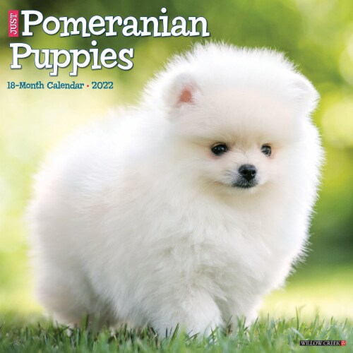 King pomeranian cheap