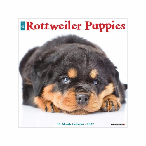 2022 Willow Creek Just Rottweiler Puppies 12 x 12 Monthly Wall Calendar  (19436), 1 - QFC