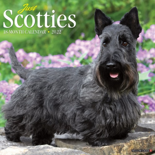 Just Scotties 2022 Wall Calendar (Dog Breed), 1 Fred Meyer