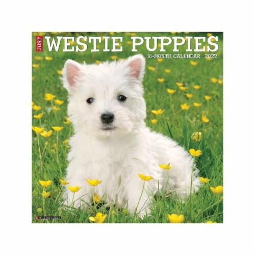 2022 Willow Creek Just Westie Puppies 12 x 12 Monthly Wall Calendar