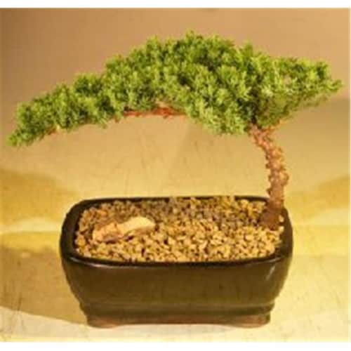 Bonsai Boy a1001 Juniper Bonsai Tree - Juniper Procumbens Nana - Small Perspective: front