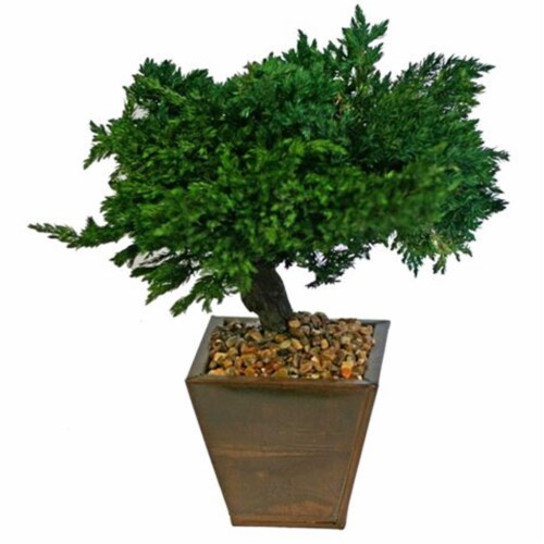 Bonsai Boy p1308 8 in. Monterey Juniper Preserved Bonsai Tree Perspective: front