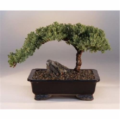 Bonsai Boy a1003 Juniper Bonsai Tree - Juniper Procumbens Nana - Large Perspective: front