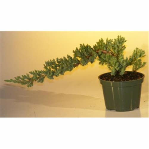 Bonsai Boy e2251 Pre Bonsai Juniper Bonsai Tree - Juniper Procumbens Nana - Small Perspective: front