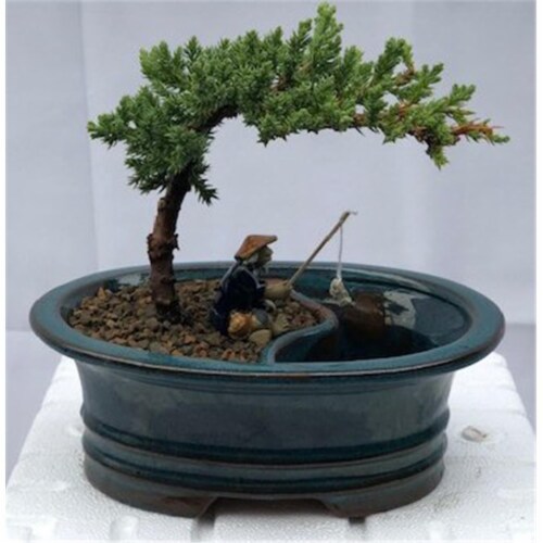 Bonsai Boy c2030 Juniper Bonsai Tree with Land & Water Pot - Juniper Procumbens Nana - Small Perspective: front