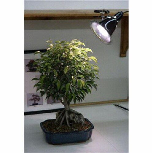 Bonsai grow light hotsell