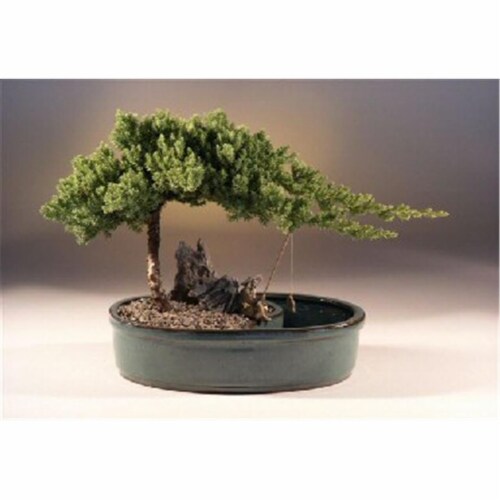 Bonsai Boy e1433 Juniper in a Water Bonsai Pot - Juniper Procumbens Nana - Large Perspective: front