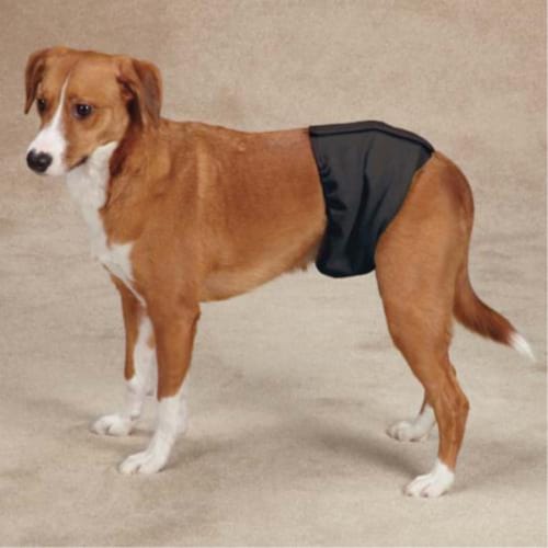 Dog male wraps online