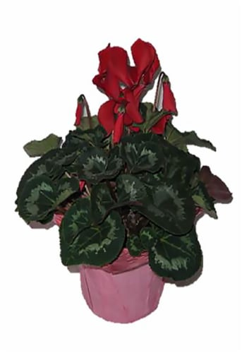 Cycleman Flowering Plant Perspective: front