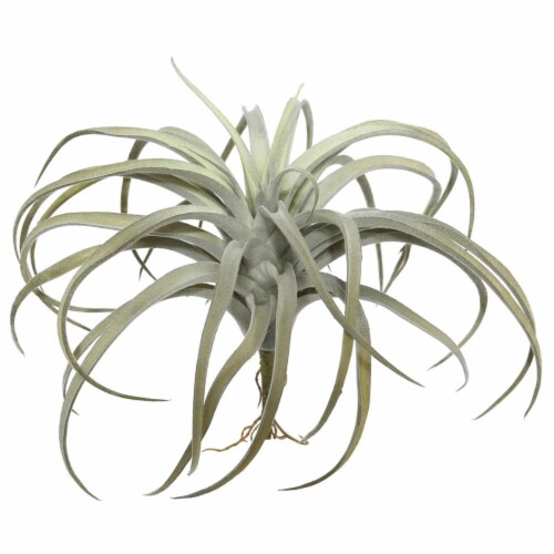 10.5 in. Grey Tillandsia Pick Perspective: front