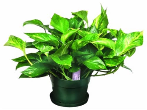Pothos Perspective: front