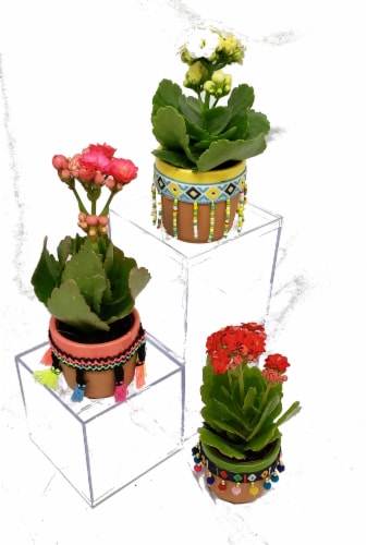 Mini Kalanchoes Festive Ceramic Pots (Approximate Delivery is 2-6 Days) Perspective: front