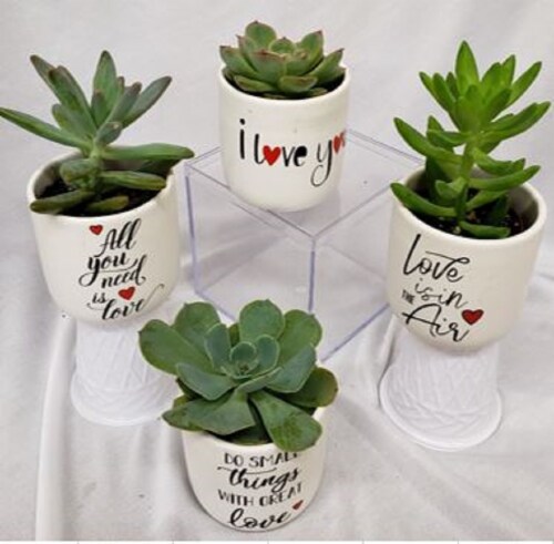 Succulents in Quote Ceramic Pot Perspective: front