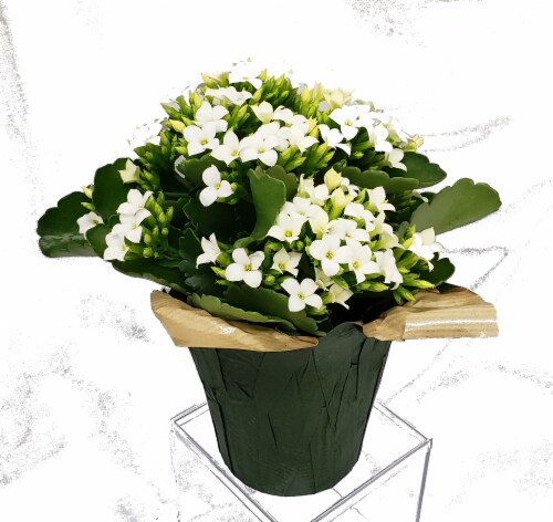 White Kalanchoe with Seasonal Pot Cover (Approximate Delivery is 2-6 Days) Perspective: front