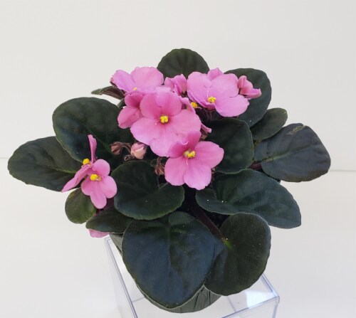 Pink African Violet with Seasonal Pot Cover (Approximate Delivery is 2-6 Days) Perspective: front