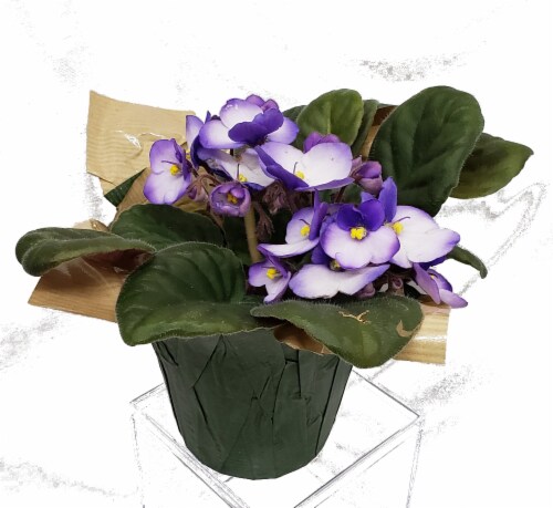 Bi-Colored African Violet with Seasonal Pot Cover (Approximate Delivery is 2-6 Days) Perspective: front