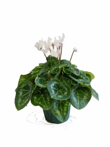 White Cyclamen with Seasonal Pot Cover (Approximate Delivery is 2-6 Days) Perspective: front