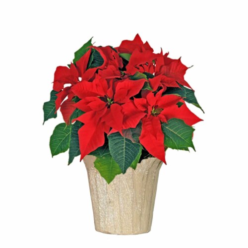 Potted Poinsettia - Red Perspective: front