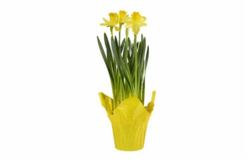 Daffodil Bulbs Perspective: front