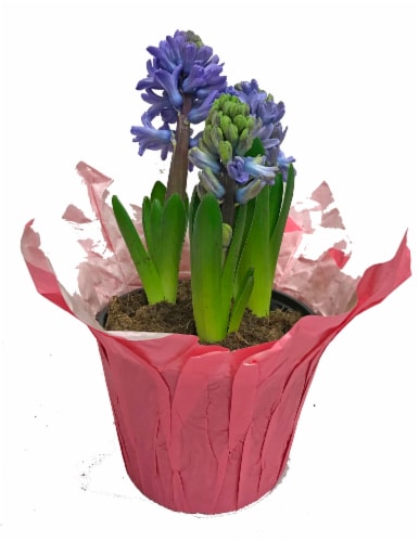 Hyacinth Bulbs Perspective: front