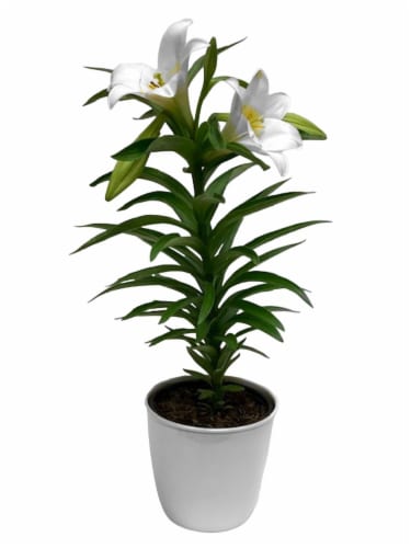Easter Lily - 6 inch pot Perspective: front
