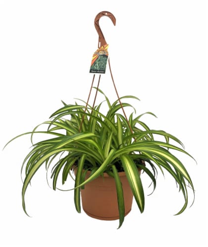 Sunshine Greenhouses Inc. Hanging Plant with Saucer Perspective: front