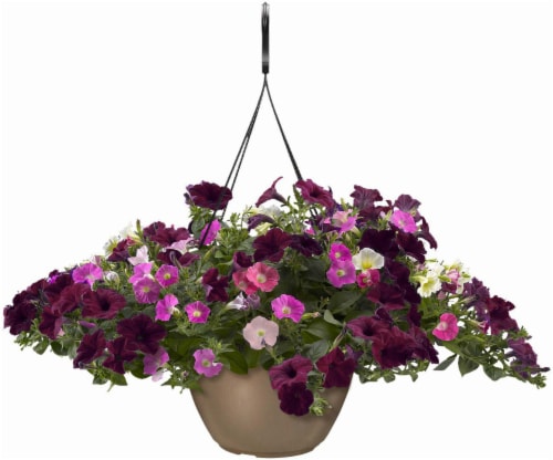 Wave Petunia Fly Me to the Moon Hanging Basket Perspective: front