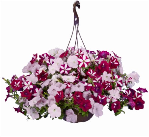 Wave Petunia Star Fish Hanging Basket - White/Pink Perspective: front
