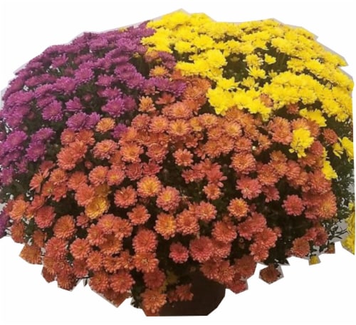 Outdoor Mums (Yellow Bronze Purple and Red) Perspective: front