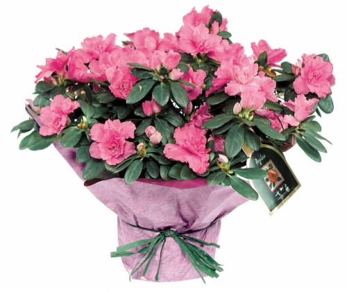 Braided Azalea Tree - Pink Perspective: front