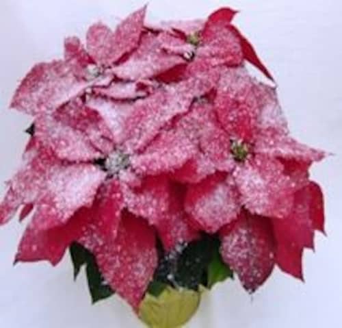 Snow Frosted Poinsettia with Holiday Pot Cover (Approximate Delivery is 3-5 days) Perspective: front