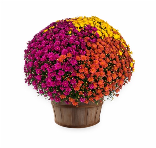 Tricolor Hardy Mum with Basket Perspective: front