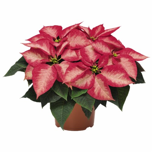 Christmas Beaty Princess Red Poinsettia Perspective: front