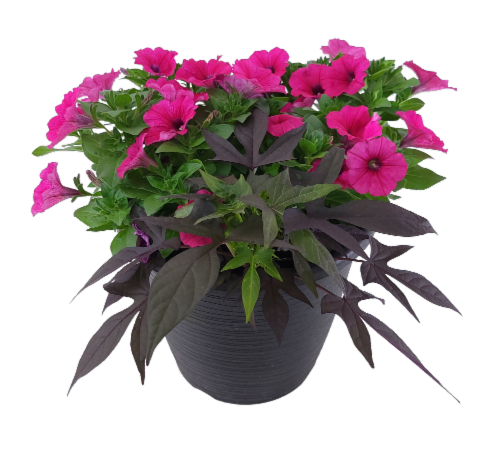 Fresh Live Petunia Flowers Planter in 12 inch Container Perspective: front