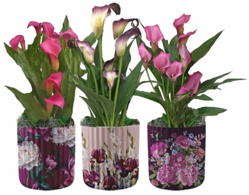 Lily Calla Botanical in Ceramic Pot - Assorted Perspective: front