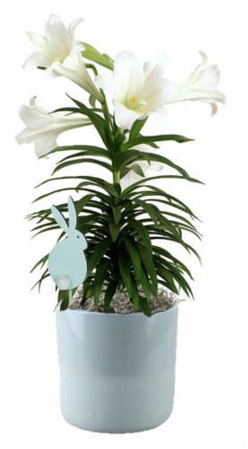 Easter Lily in Ceramic Pot Perspective: front