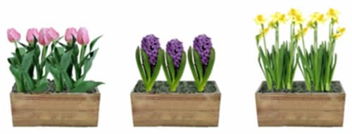Potted Bulbs in Wood Crate - Assorted Perspective: front