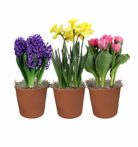 Assorted Bulbs in Clay Pot Perspective: front