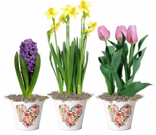 Andy Mast Assorted Flowers In Decorative Tin Perspective: front