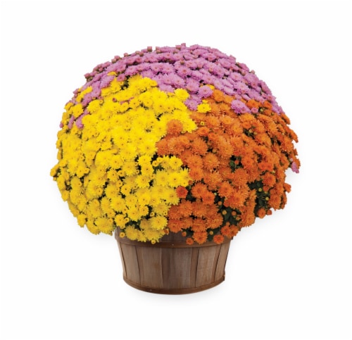 Tricolor Mum with Basket Perspective: front