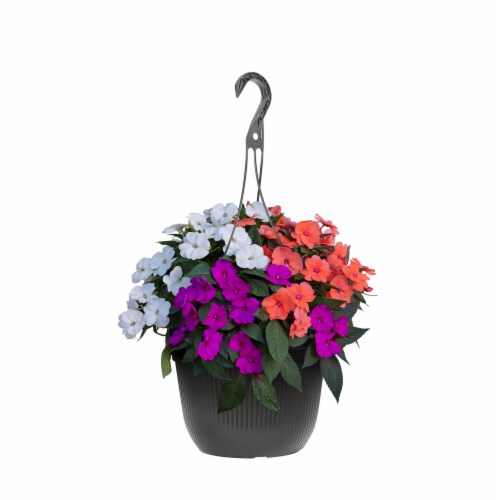 Tricolor Impatien in Hanging Basket Perspective: front