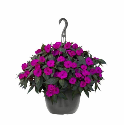 Purple Impatien in Hanging Basket Perspective: front